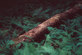Dingley - Black Calf